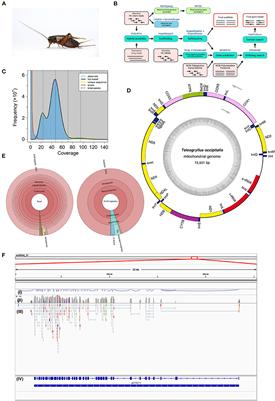 The Draft Genome Dataset of the Asian Cricket Teleogryllus occipitalis for Molecular Research Toward Entomophagy